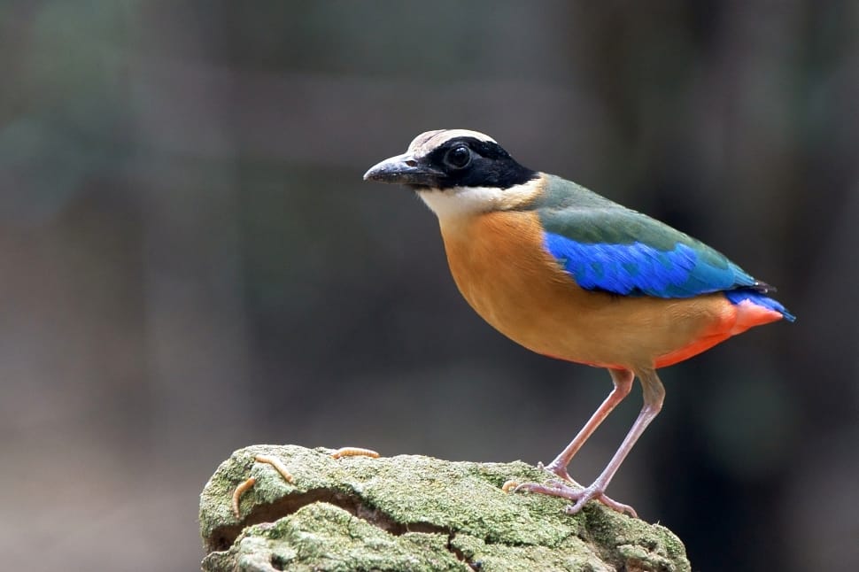 tricolor small beak bird preview
