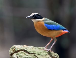 tricolor small beak bird thumbnail