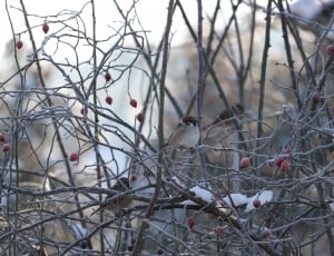 Songbird, Winter, Rose Hip, Sparrow, bare tree, branch thumbnail