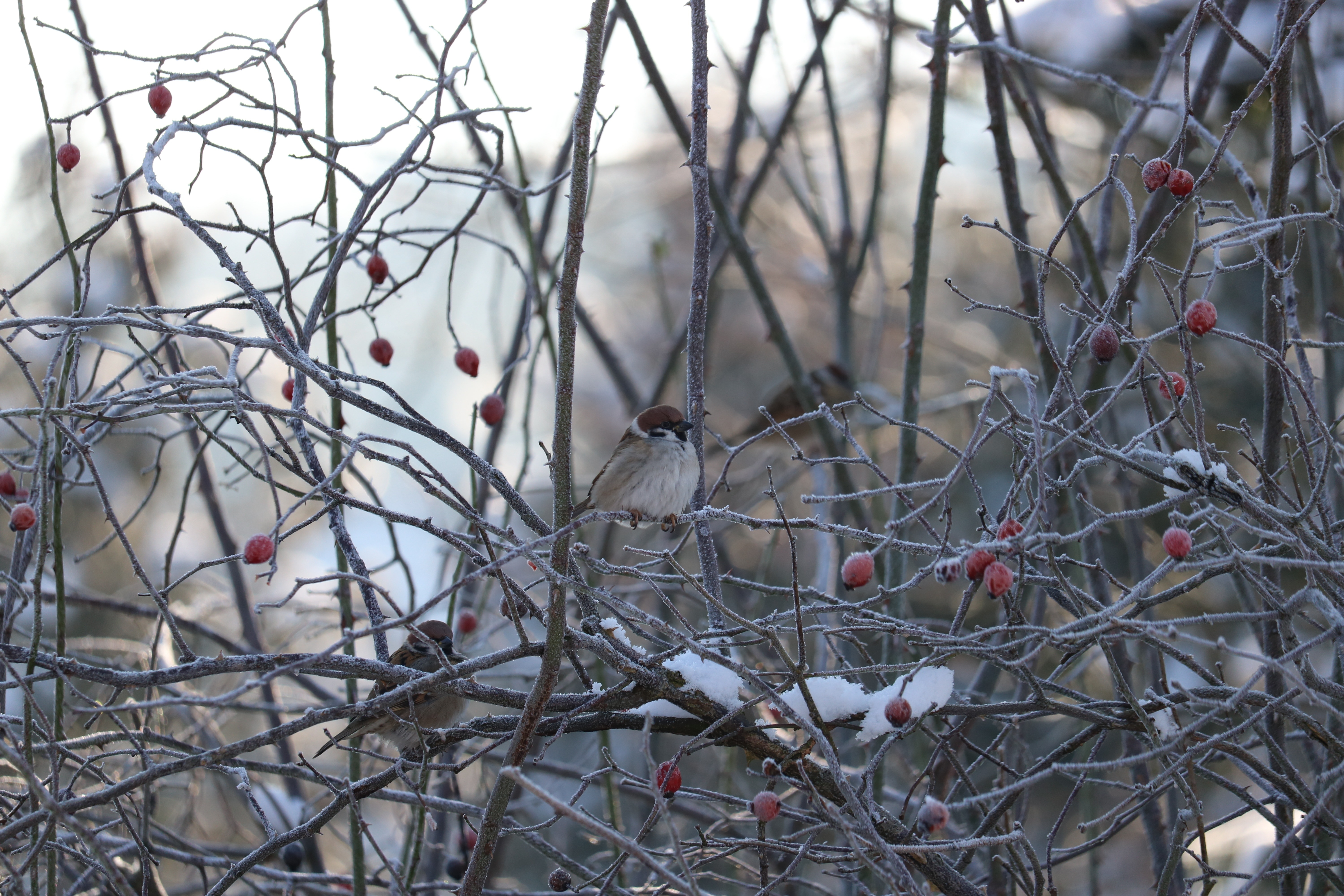 Songbird, Winter, Rose Hip, Sparrow, bare tree, branch