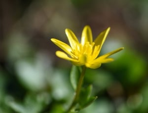 Yellow, Early Bloomer, Flower, flower, yellow thumbnail