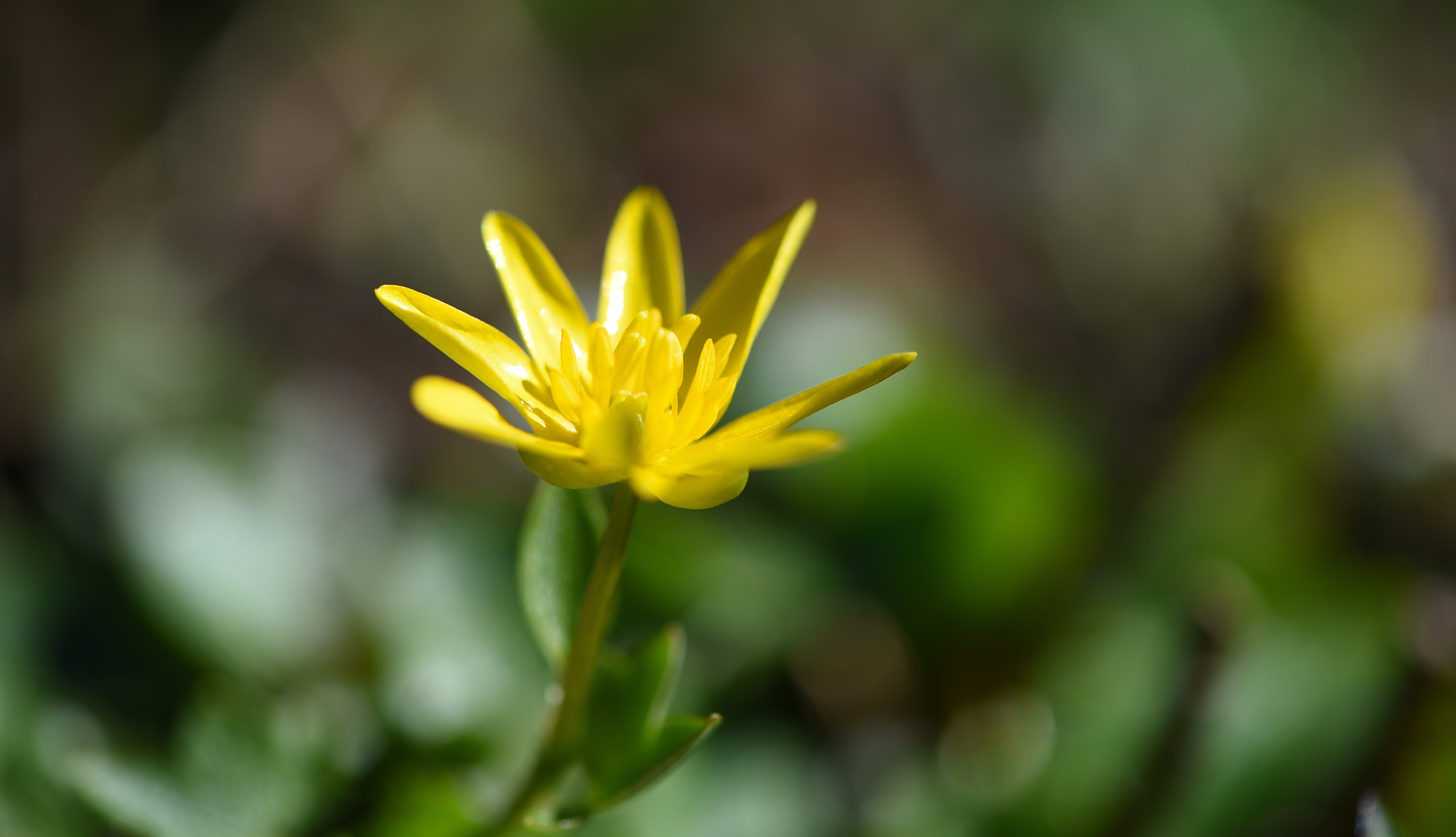 Yellow, Early Bloomer, Flower, flower, yellow