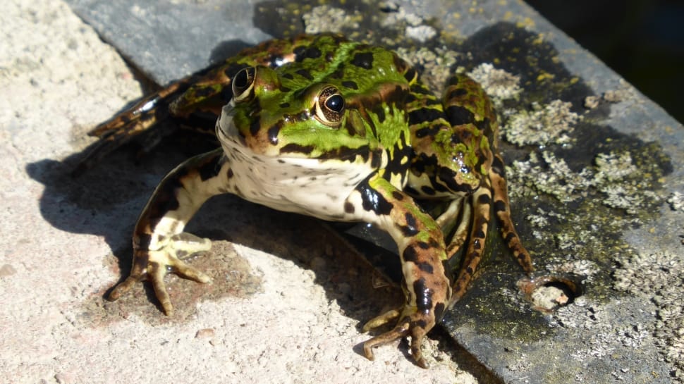 green black and white wild frog preview