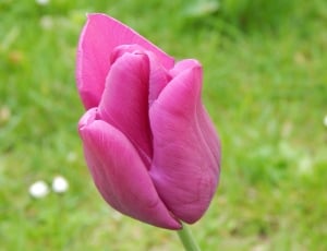 Blossom, Bloom, Flower, Purple, Tulip, flower, pink color thumbnail