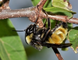 black and yellow bee thumbnail