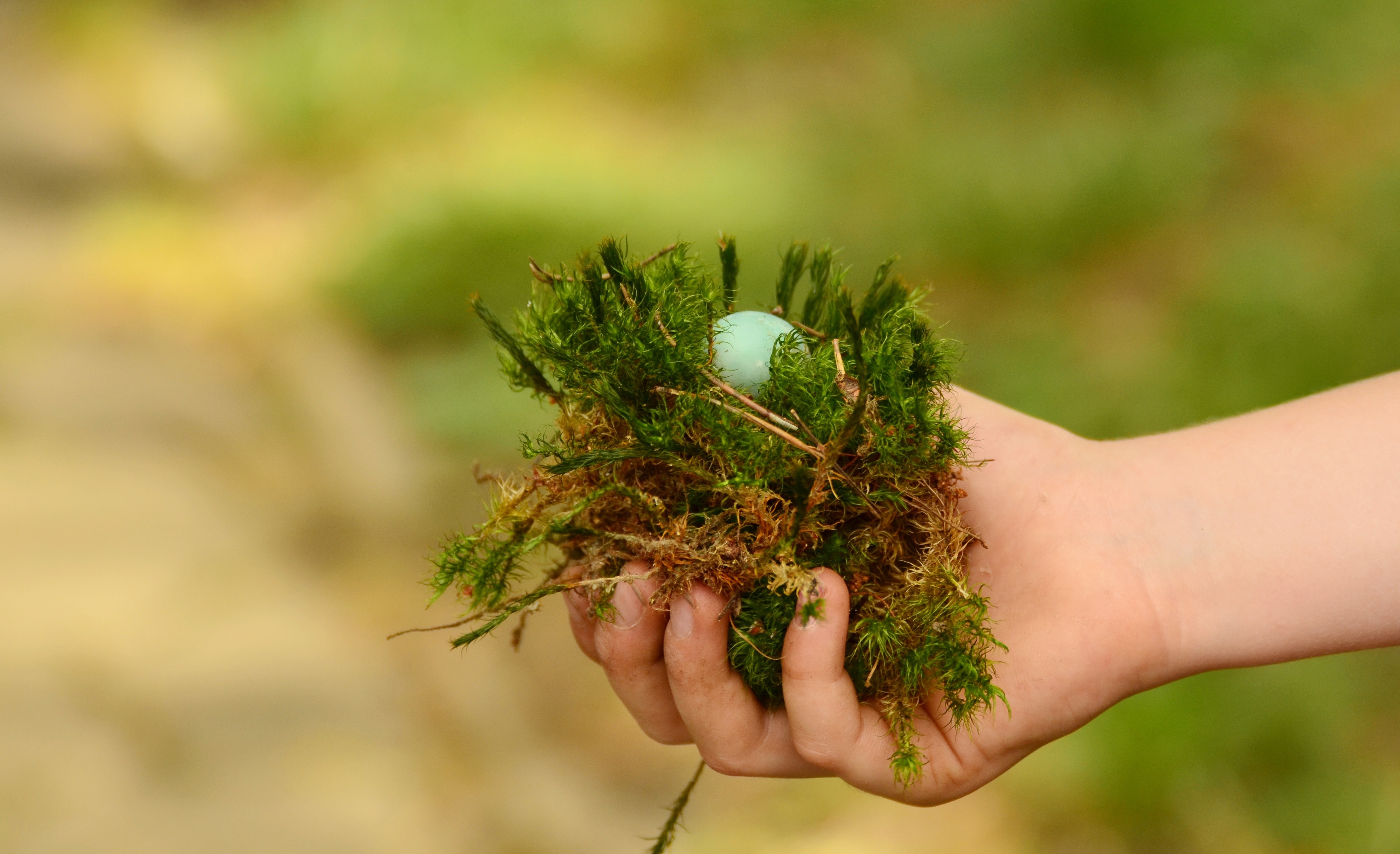 Egg, Hand, Green, Found, Nest, Detention, human body part, human hand