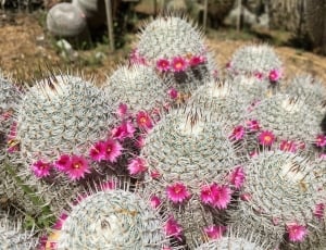 white and pink cactus thumbnail