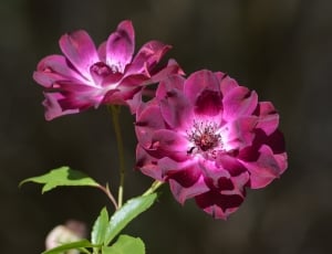 2 pink petaled flowers thumbnail