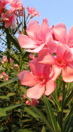 Wildflowers, Dharwad, India, Flowers, flower, pink color thumbnail