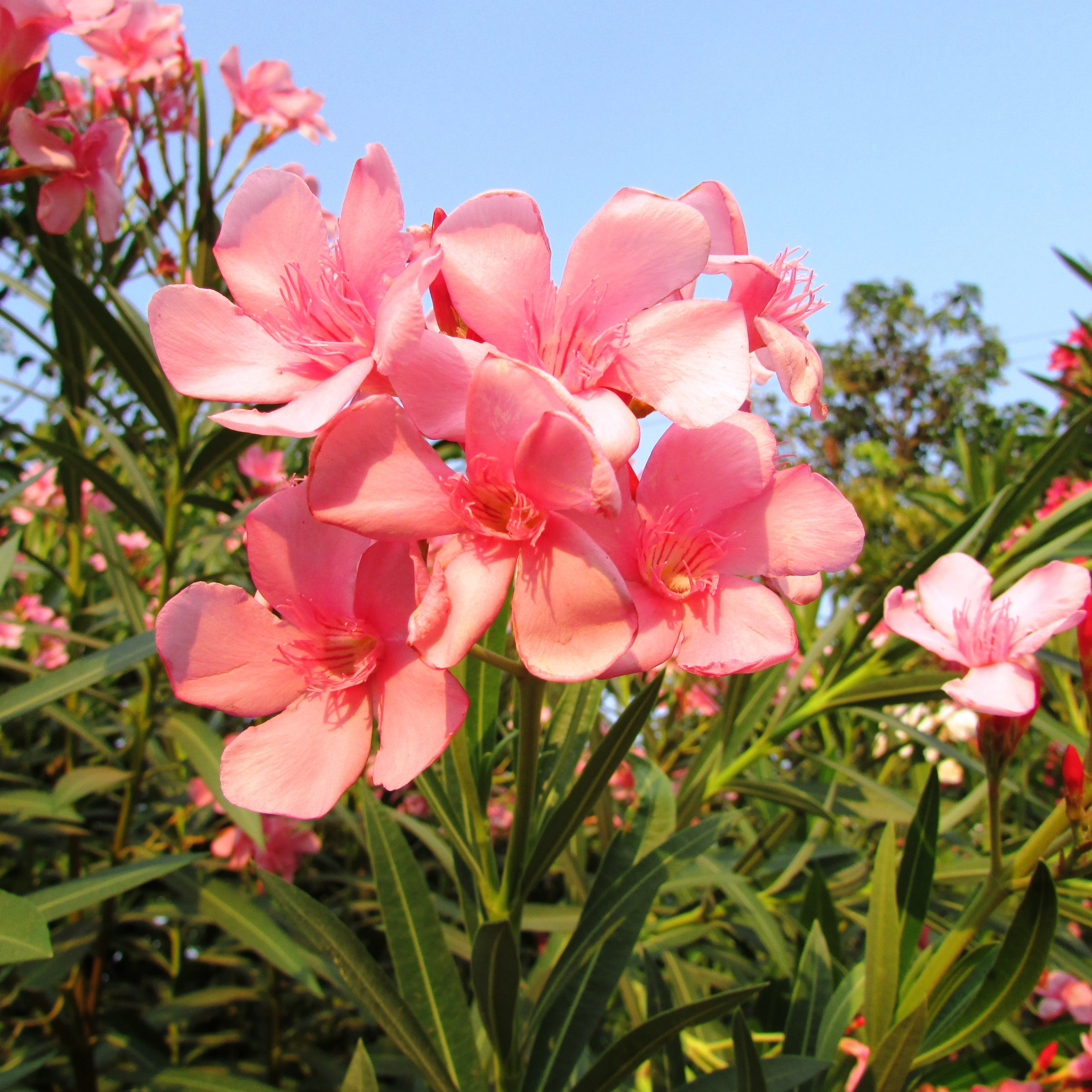 Wildflowers, Dharwad, India, Flowers, flower, pink color