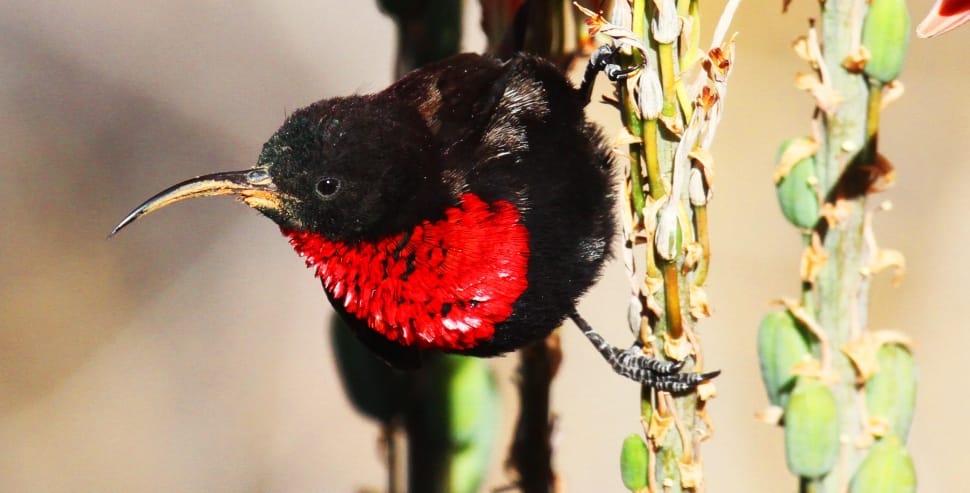 red-throated sunbird preview