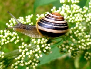brown and black snail thumbnail