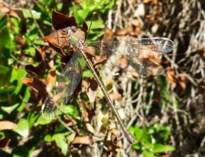 Dragonfly, Green, Wings, Stem, Branch, animal themes, insect thumbnail