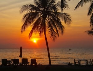 photo of coconut tree and body of water thumbnail