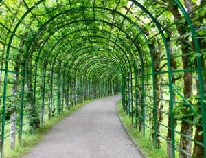 green forest tunnel thumbnail