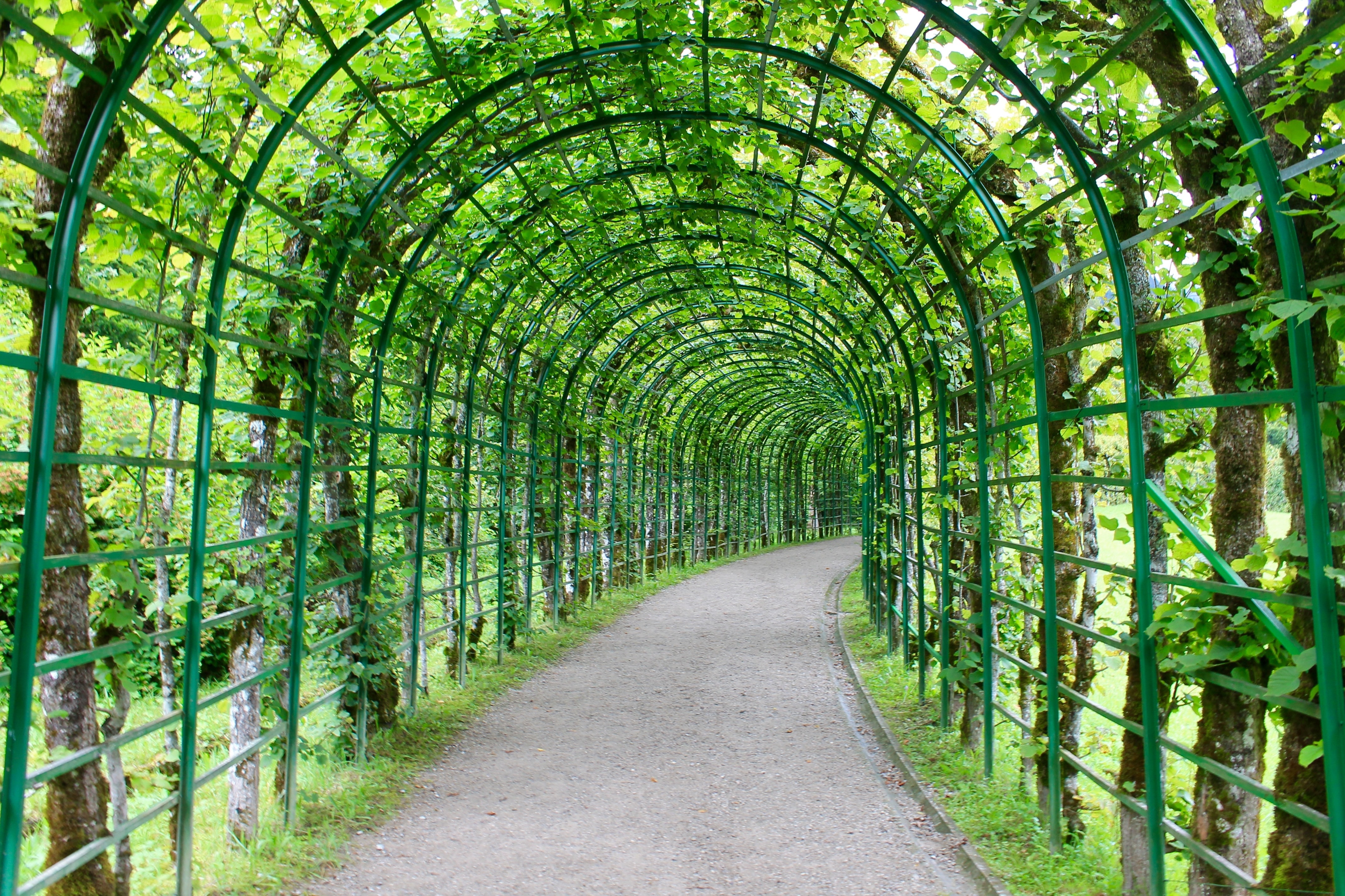 green forest tunnel