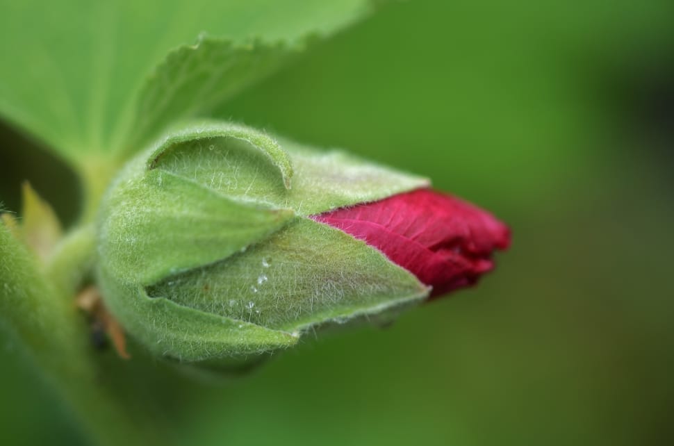 closeup photo of red flower bud preview