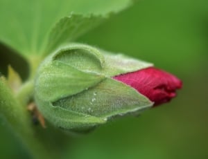closeup photo of red flower bud thumbnail