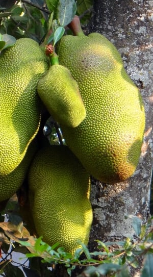 5 green jack fruit thumbnail