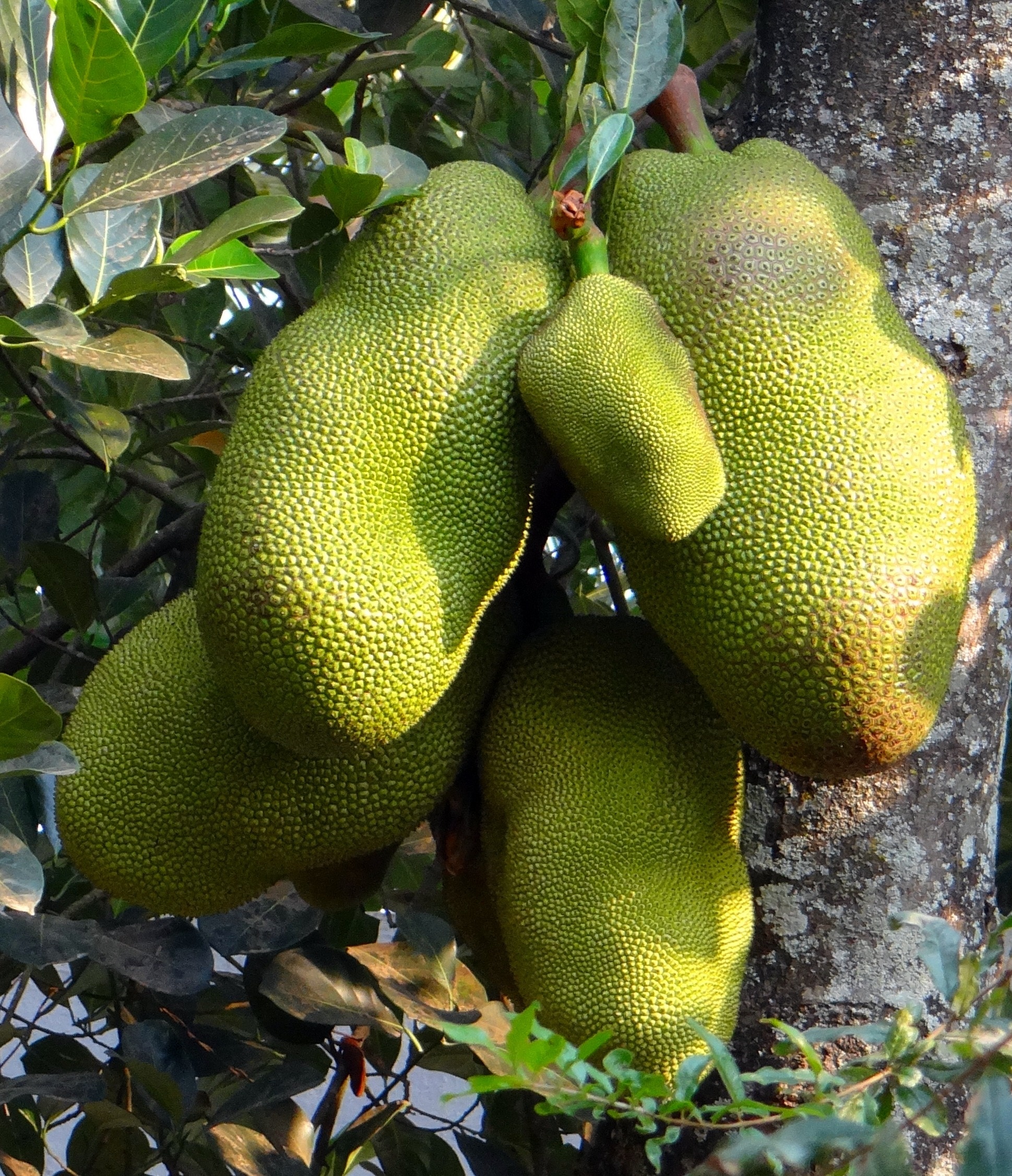 5 green jack fruit