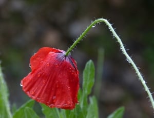 red poppy flower thumbnail