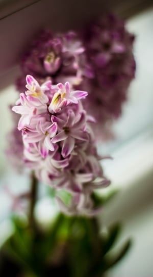 pink hyacinth flower selective focus photography thumbnail