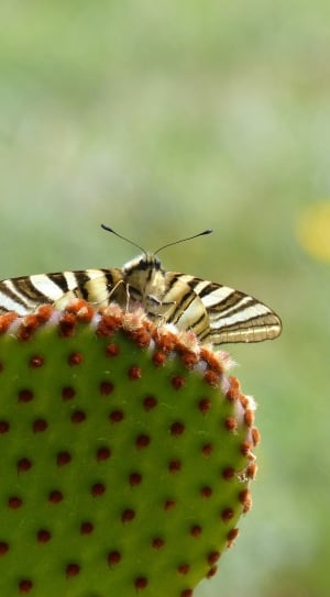 Butterfly Queen, Cactus, Machaon, insect, green color thumbnail