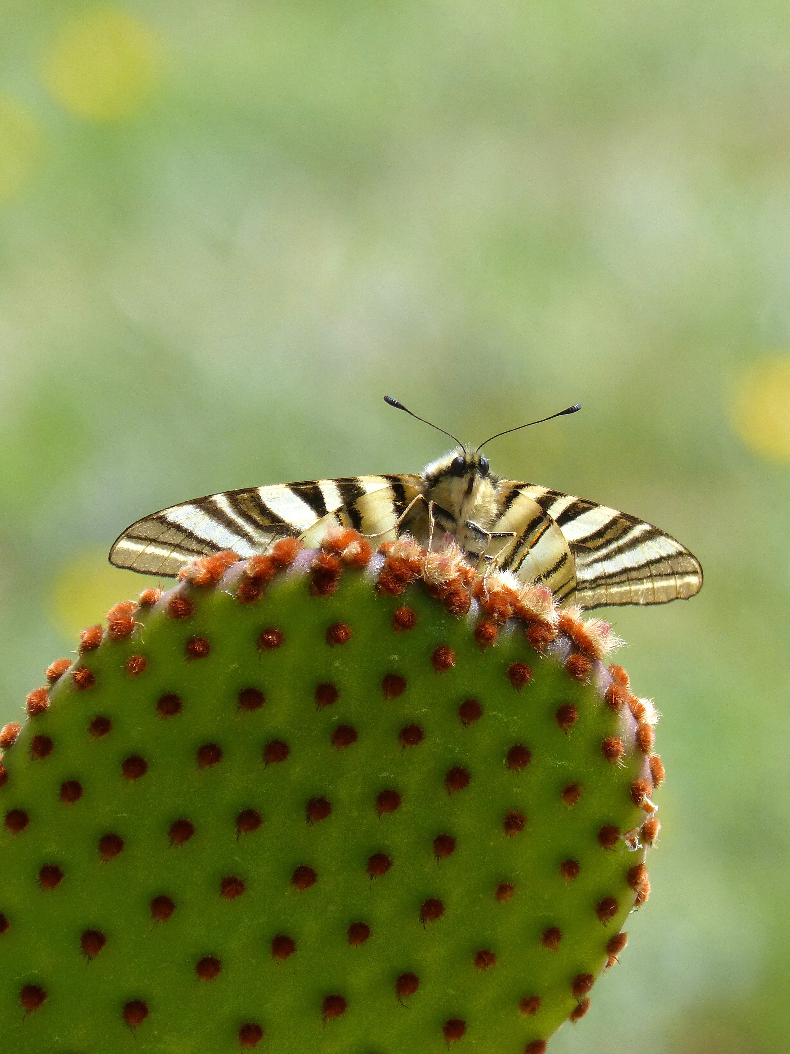 Butterfly Queen, Cactus, Machaon, insect, green color