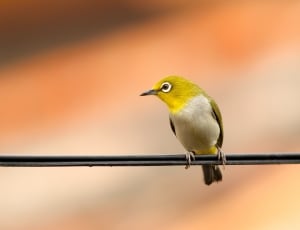 yellow and white bird thumbnail