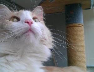 white and brown medium-fur cat thumbnail