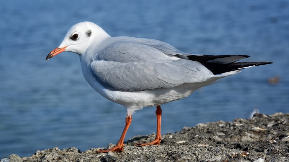 grey and white bird with brown long beak preview