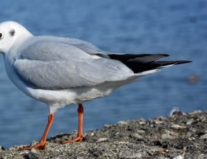 grey and white bird with brown long beak thumbnail