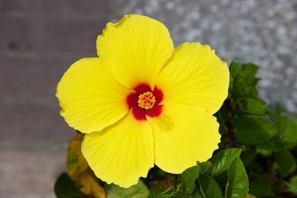 yellow hibiscus in bloom preview