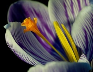 Spring, Close, Crocus, Blossom, Bloom, flower, purple thumbnail