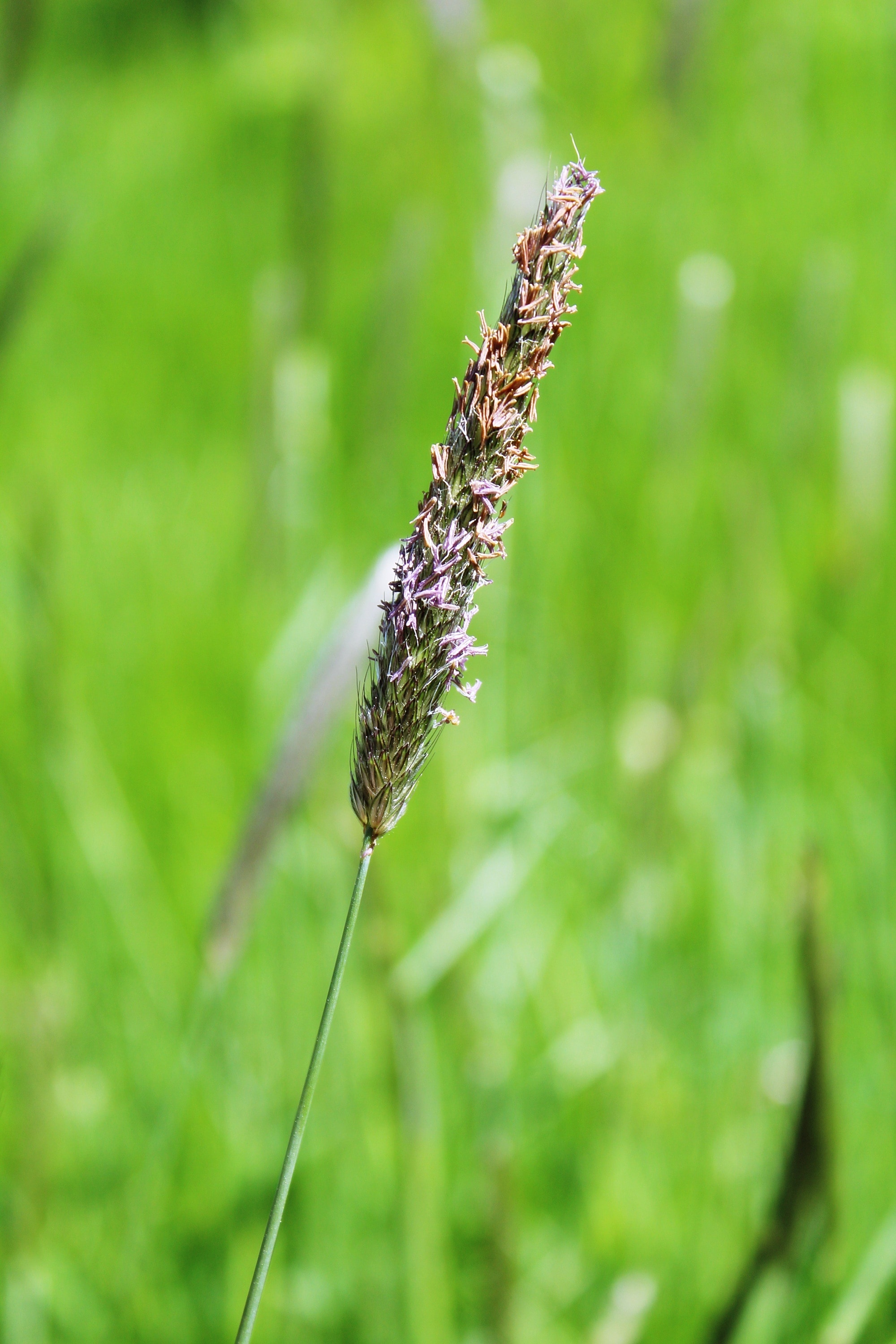 Plant, Nature, Grass, Grasses, nature, growth