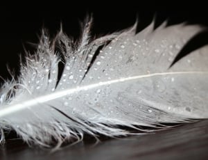 white bird's feather thumbnail