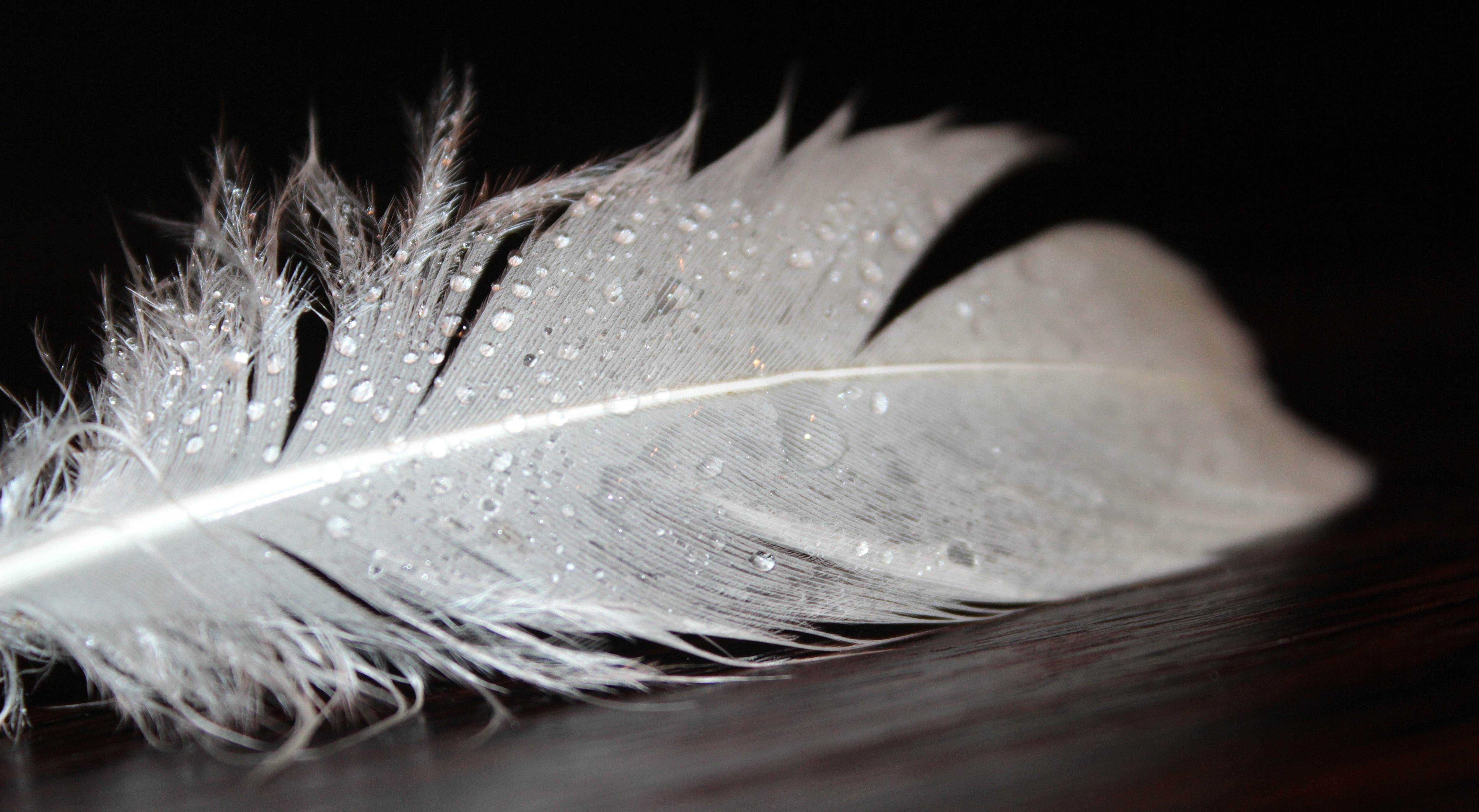 white bird's feather