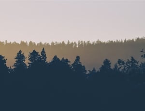 mountain with trees painting thumbnail
