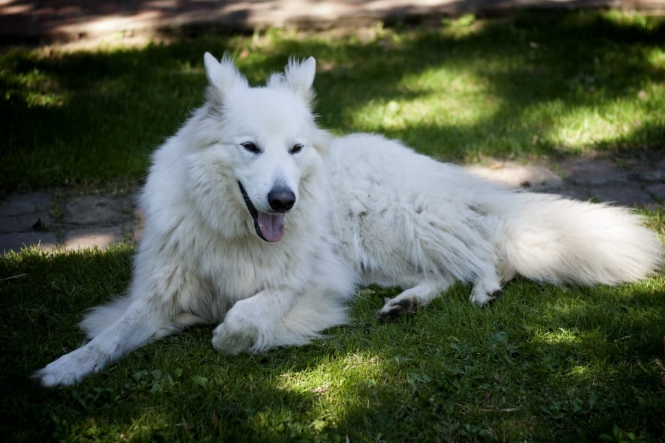 white long coated dog at green grass during daytime preview