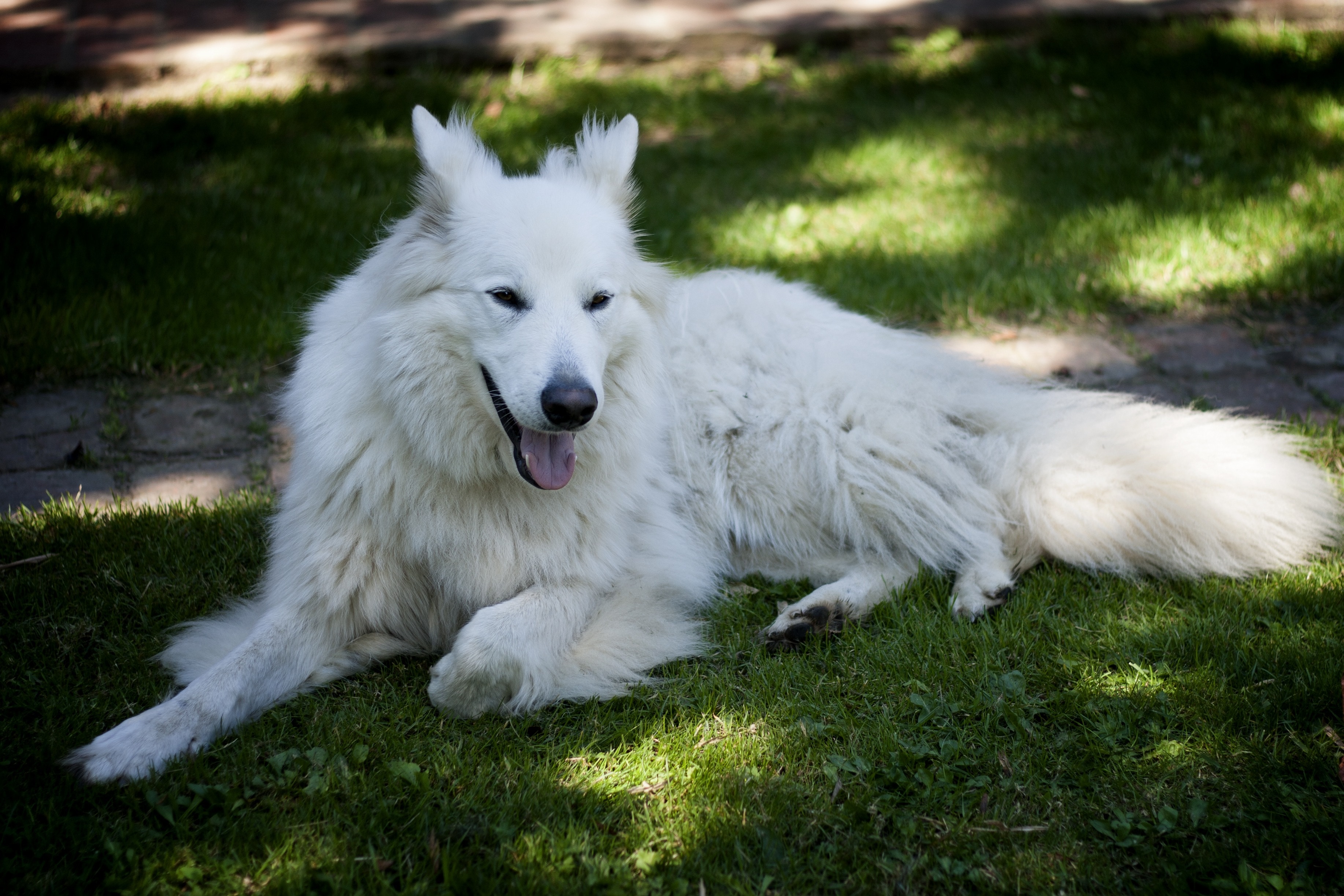 white long coated dog at green grass during daytime