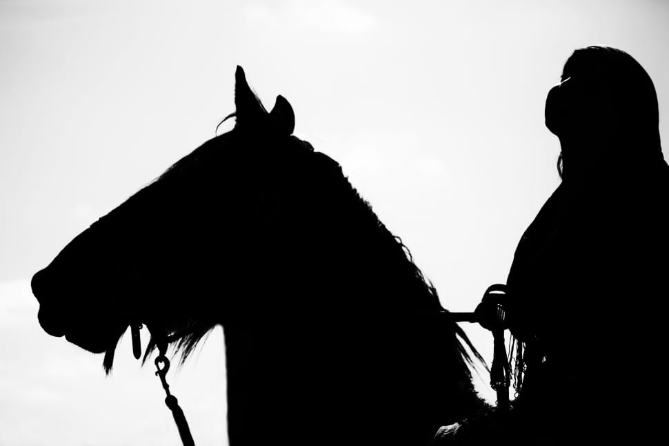 Horse Show, Horse, Show, Equestrian, silhouette, one animal preview
