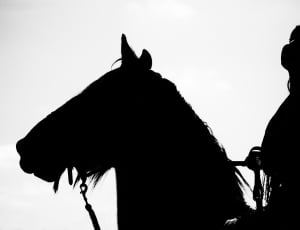 Horse Show, Horse, Show, Equestrian, silhouette, one animal thumbnail