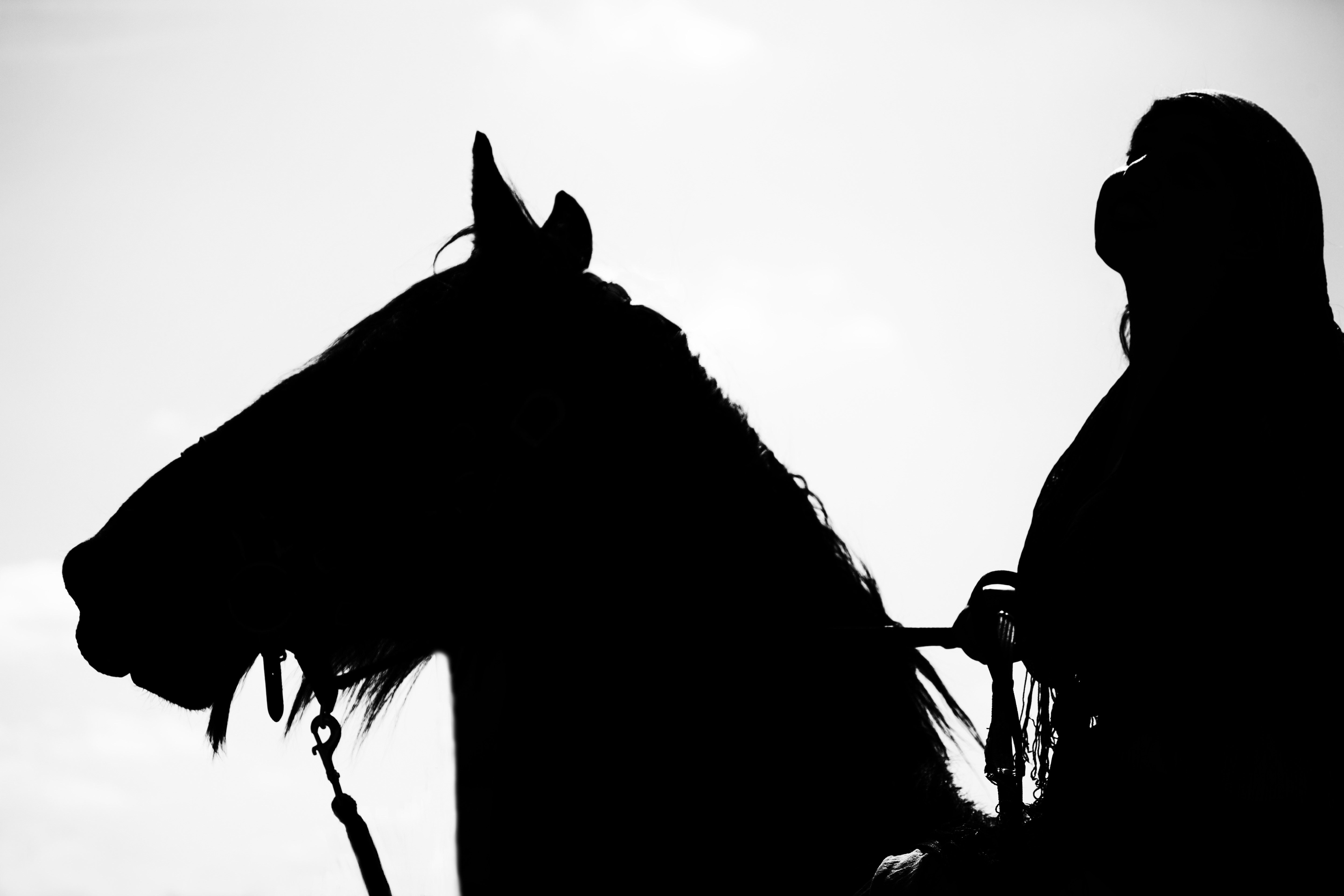 Horse Show, Horse, Show, Equestrian, silhouette, one animal