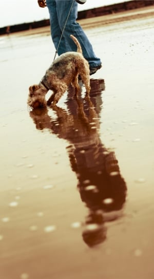 tan and black airedale terrier thumbnail