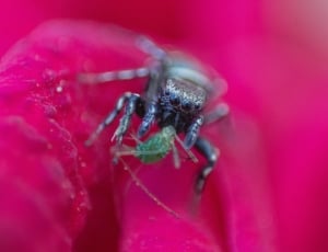 macroshot photo of spider and insect thumbnail