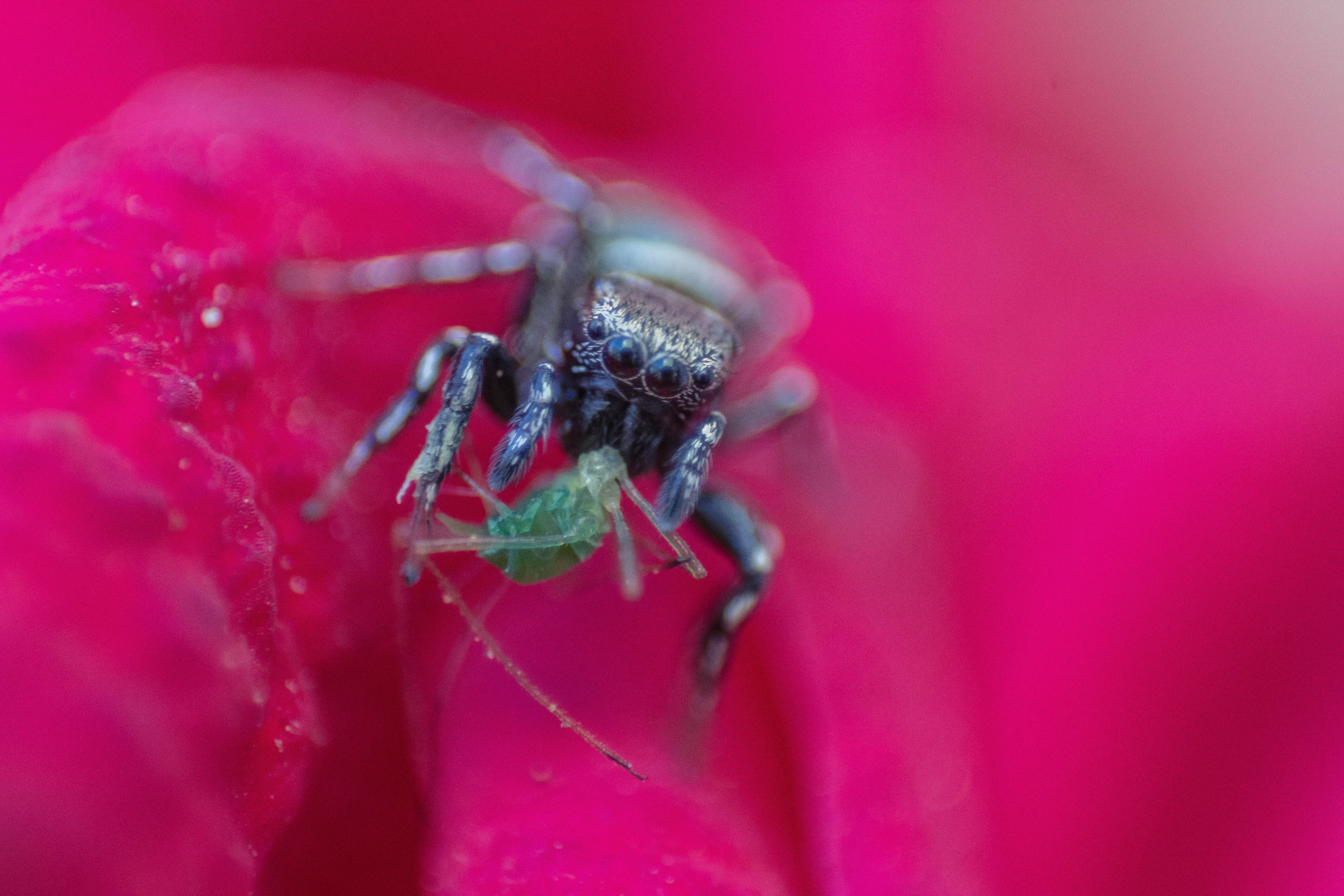 macroshot photo of spider and insect