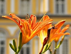 Lilies, Flowers, Lily Family, Nature, flower, petal thumbnail