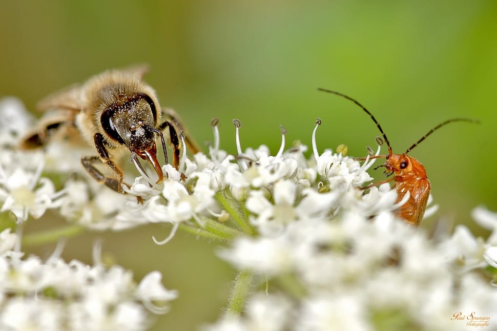 honey bee and cardinal beetle on white cluster flowers preview