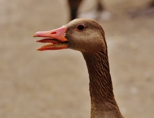 brown duck thumbnail