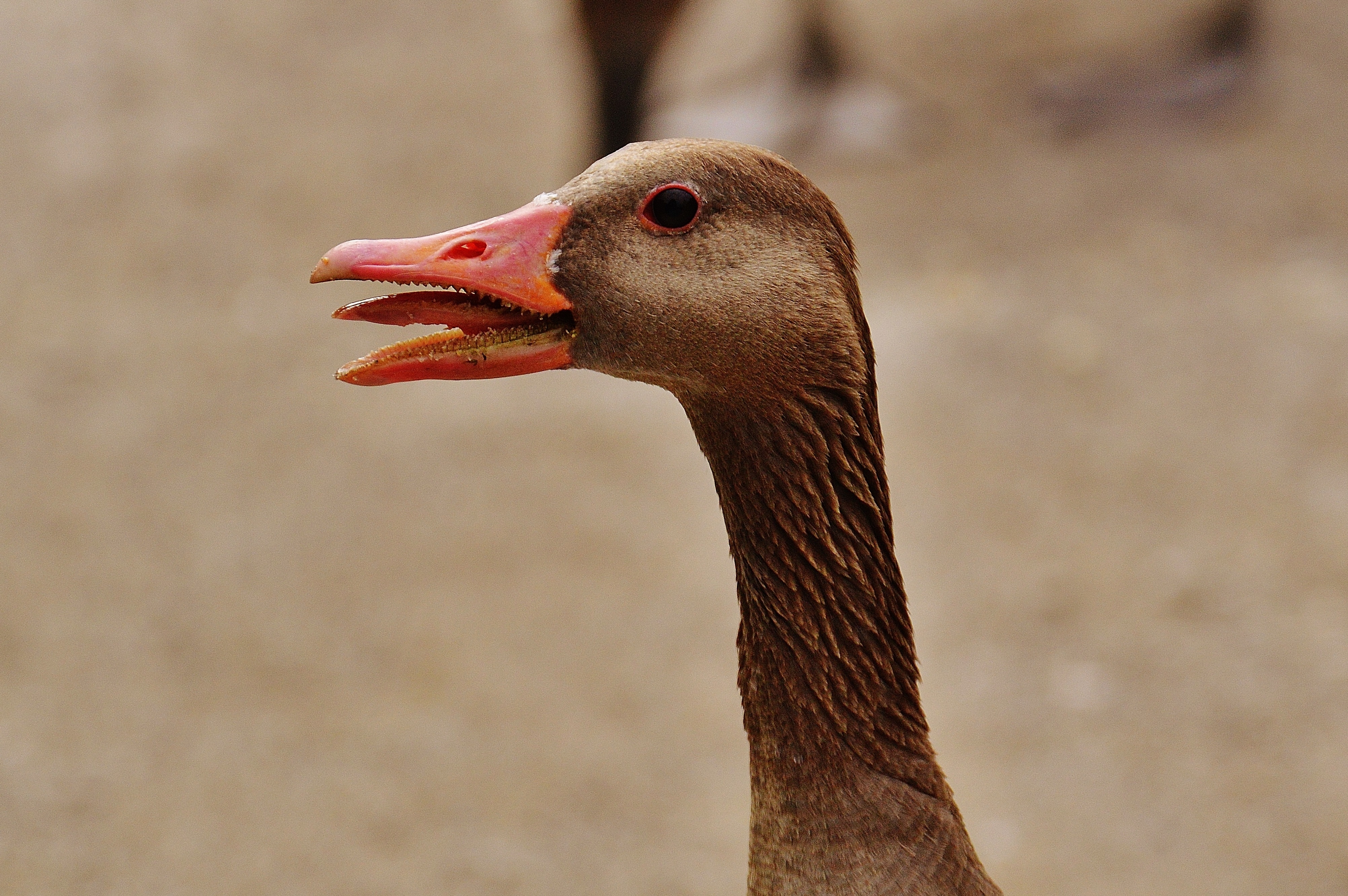brown duck